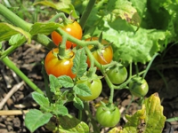 Sustainable Carolina Farm & Gardens